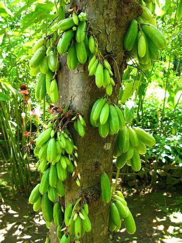 ˚Belimbing Wuluh tree used for cooking fish VERY Sour - Indonesia Fruit ...