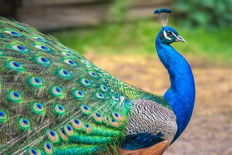 What Does It Mean When A Peacock Crosses Your Path? (10 Spiritual Meanings)