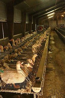 Individual cages are used in some farms producing foie gras