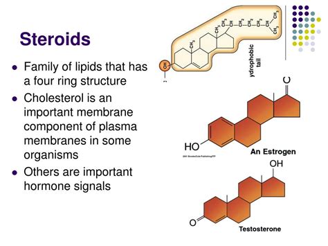 Structure And Function Of Steroids