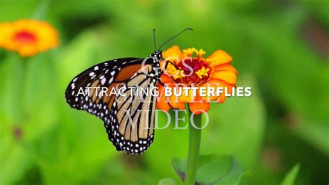 ATTRACTING BUTTERFLIES VIDEO by GCS - YouTube