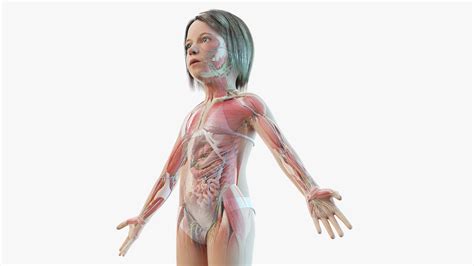 Full Kid Girl Anatomy Maya Static model - TurboSquid 1727215