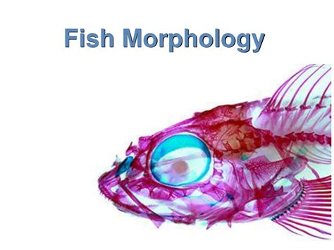 PPT - Fish Morphology PowerPoint Presentation, free download - ID:9438548