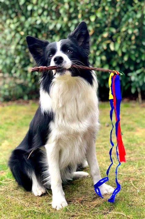 Discover Border Collie Lifespan | Bordermeade Border Collies