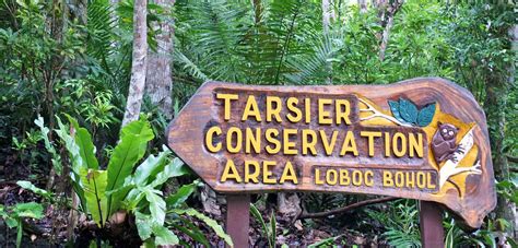 Why Avoid Loboc Tarsier Conservation Area in Bohol (PH)