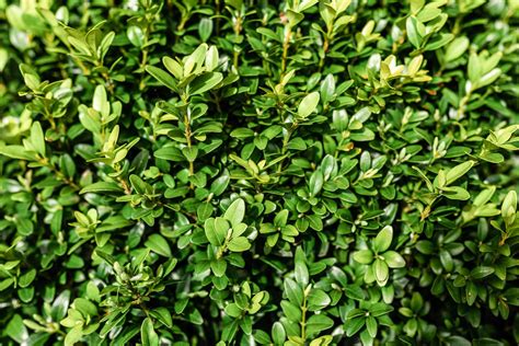 How to Grow and Care for Boxwood (Box) Shrubs