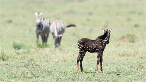 Rare polka-dotted zebra foal photographed in Kenya – HudsonAlpha Institute for Biotechnology