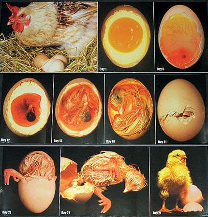 Chicken Embryo Development - Candling Eggs during Incubation | Best egg ...