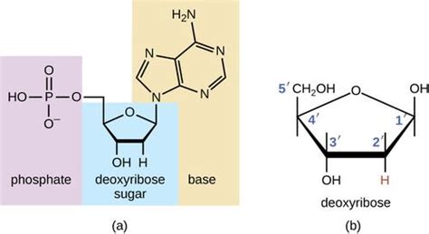 Explanation of 3 Parts of a Nucleotide and Nucleotide Examples