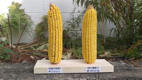 The GMO Corn Experiment | Experiment