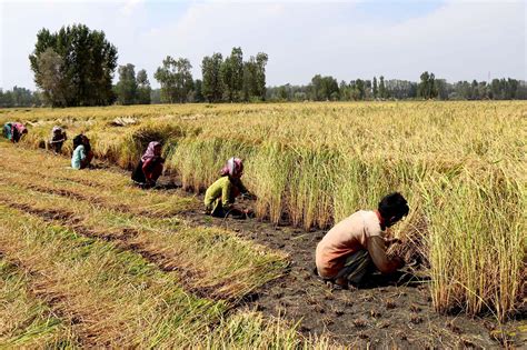 In Pictures: Kashmir’s Paddy Harvesting | Kashmir Life