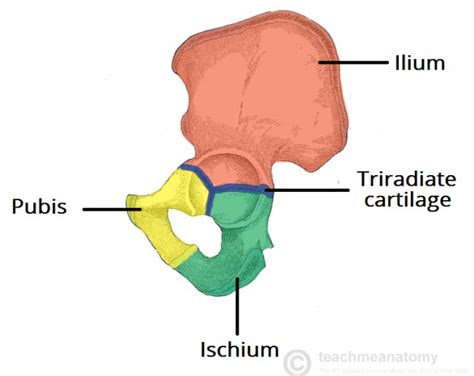 Bones of the Pelvis - TeachMeAnatomy