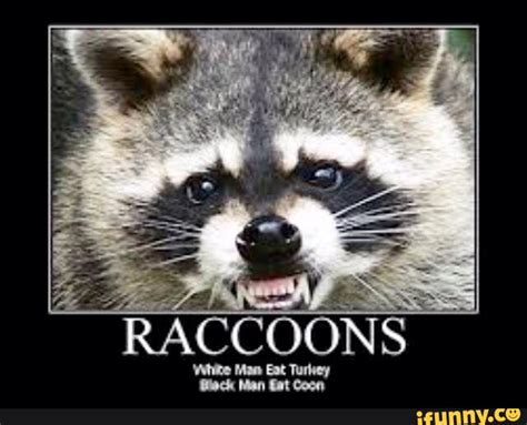 Funny raccoon Memes