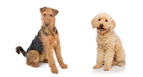 Dogs That Look Like Airedales