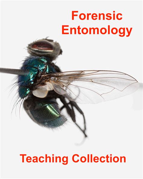 Forensic Entomology Teaching Collection - BioQuipBugs