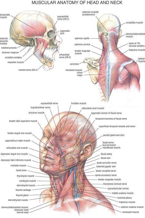 Anatomy Pictures