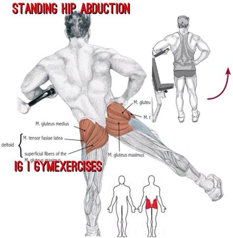 Standing hip abduction via @gymexercises | Anatomia muscular, Exercícios, Muscular