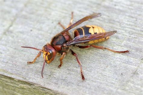 Le frelon européen : allié pour les abeilles - Zapiculture.com