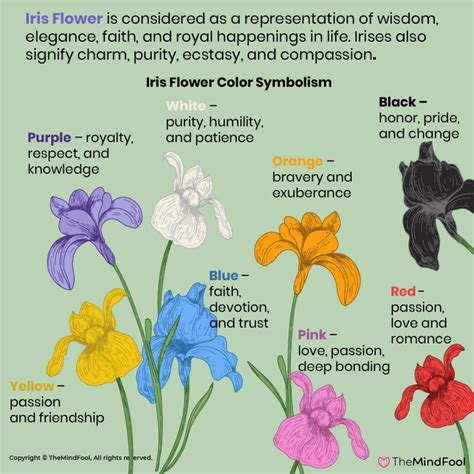 A Complete Guide to Iris Flower Meaning and Symbolism | TheMindFool