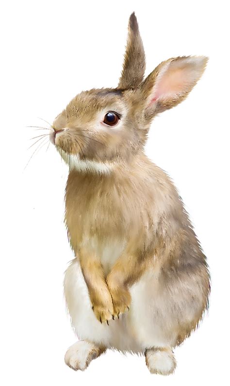 Rabbit | PNG All