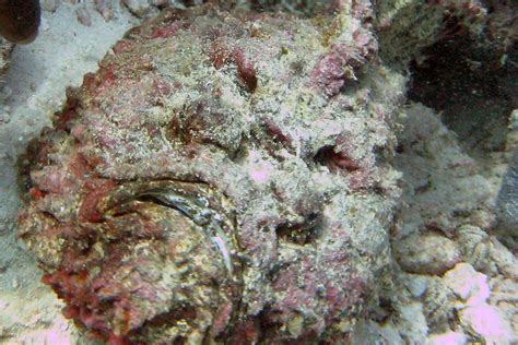 The Reef Stonefish - Whats That Fish!