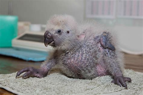 Kakapo Comeback | Endangered | Earth Touch News