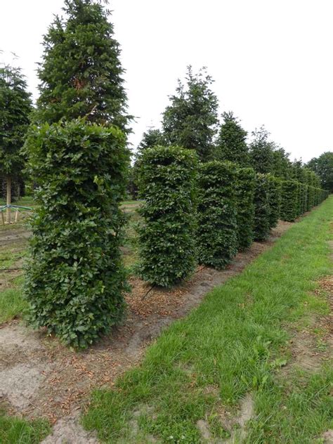 Instant Hedging | Quality Plants from Hedgeworx