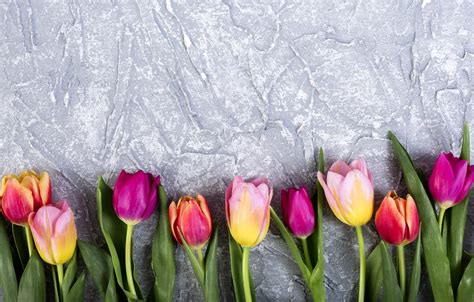 Wallpaper flowers, colorful, tulips, flowers, tulips, spring images for ...