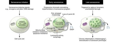 JCI - Mechanisms and functions of cellular senescence