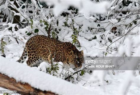 98 Dachigam National Park Photos & High Res Pictures - Getty Images