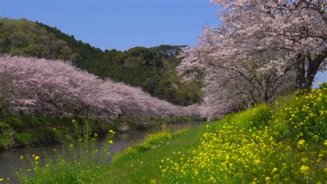 Cherry blossoms at Matsuzaki, Shizuoka Prefecture, Japan - Stock Video ...