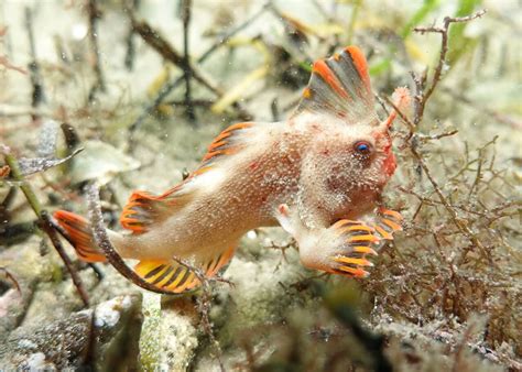 Red_156 - Handfish Conservation Project