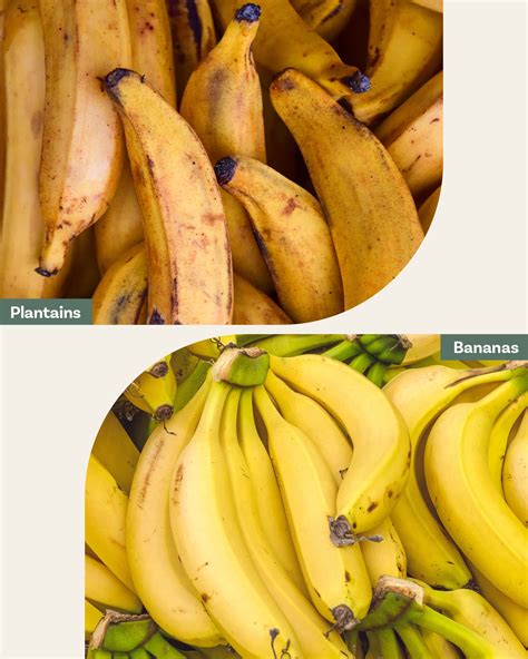 Plantain Vs Banana: Is There A Difference? AZ Animals, 41% OFF