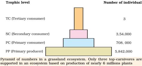 Energy Flow through an Ecosystem: Ecological Pyramids - PMF IAS