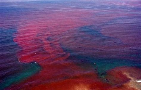 Deadly Red Tide Bloom Heading Toward Coast of Florida – Guardian ...