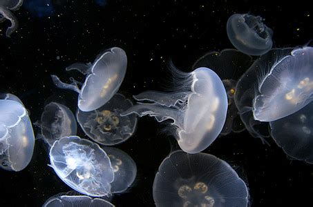 Royalty-Free photo: White jellyfishes | PickPik