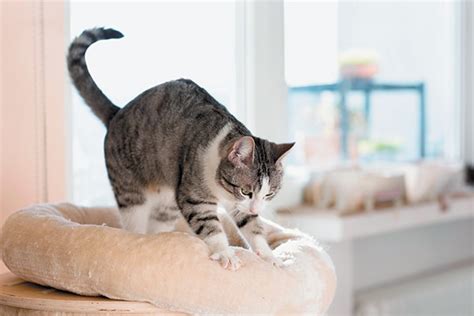 Why Do Cats Knead? Explaining Cat Kneading, a Quirky Cat Behavior - Catster