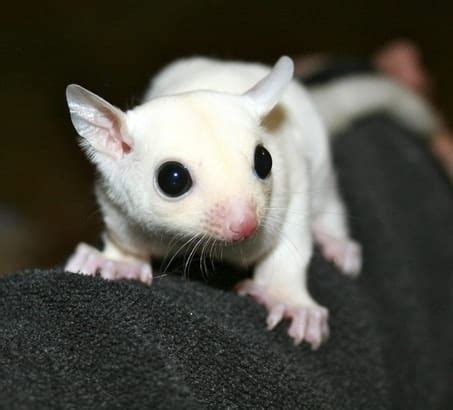 White Sugar Gliders: 9 Amazing Facts (With Pictures) | ThePetFAQ