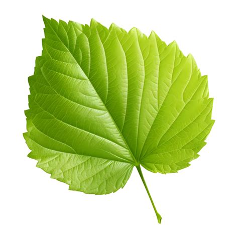 AI generated Green Leaf on Transparent background - Ai Generated ...