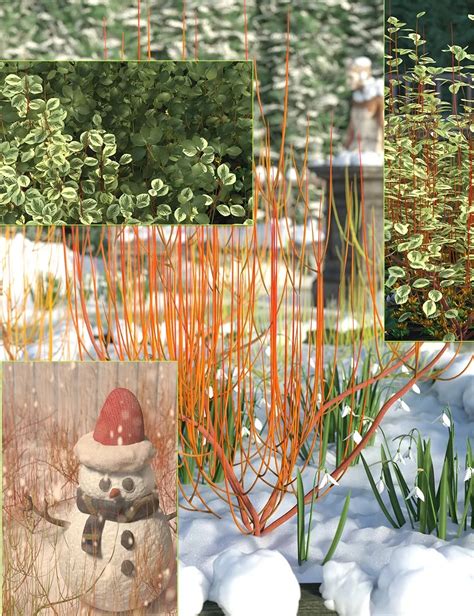 Winter Dogwood (Cornus) Bushes ⋆ Freebies Daz 3D