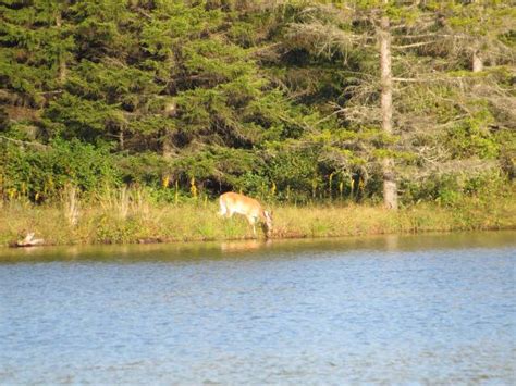 Spruce Knob Lake - Elkins-Randolph County Tourism