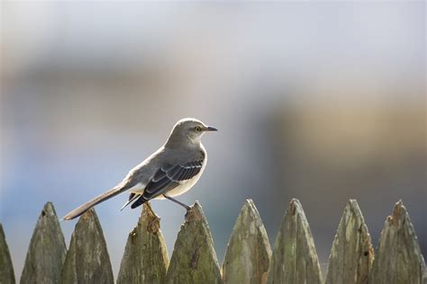 mockingbird-on-a-fence - Mississippi Pictures - Mississippi - HISTORY.com