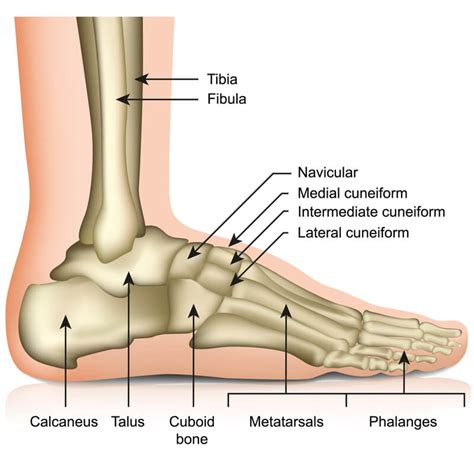 Calcaneus Bone