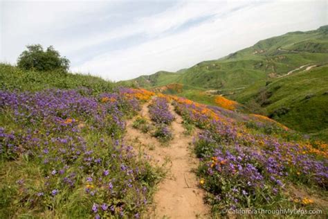 Where to See Wildflowers in Chino Hills State Park - California Through My Lens