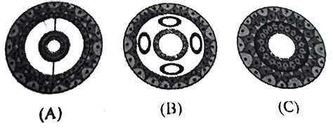 Coelom And Viscera In Rabbit With Diagram Chordata