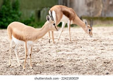 484 Gazelle Dorcas Stock Photos, Images & Photography | Shutterstock