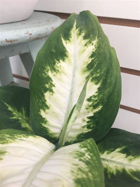 Dieffenbachia Camille Plant 4 | Etsy