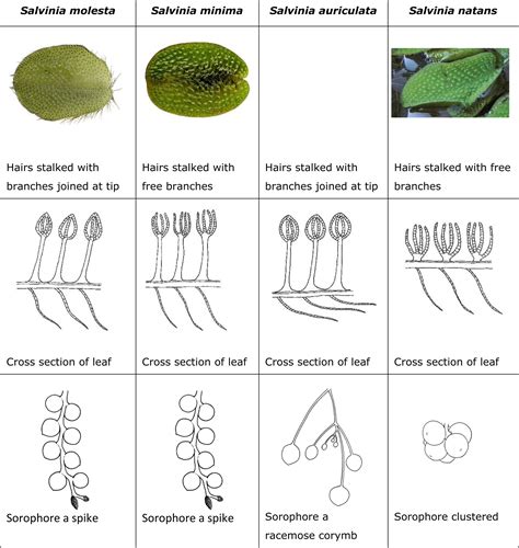 Salvinia plants in trade: what species are we actually talking about ...