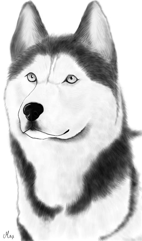 Siberian husky by yamimaximus on DeviantArt