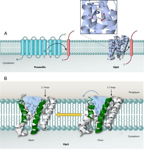 Secondary structure of presenilin and 3D structure of GlpG. (A) The... | Download Scientific Diagram